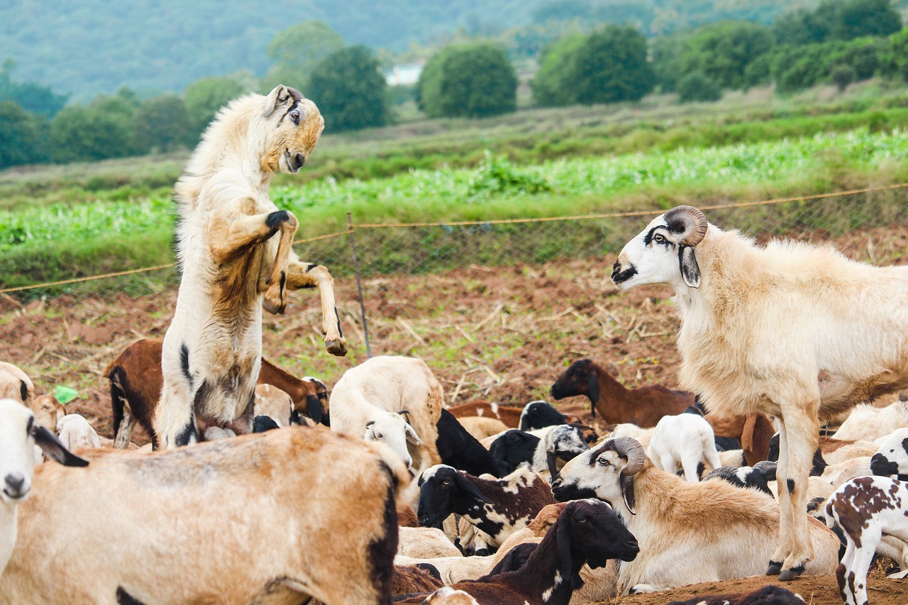 What is Regenerative Agriculture?